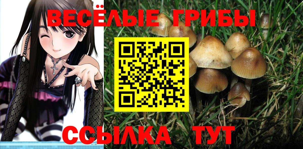 Псилоцибиновые грибы Psilocybe Нерюнгри